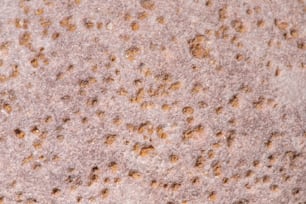 um close up de uma rocha com pequenos buracos nela
