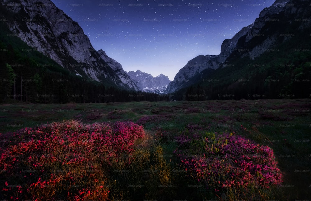 a field with flowers and mountains in the background