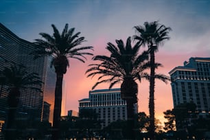palm trees are silhouetted against the sunset in las vegas