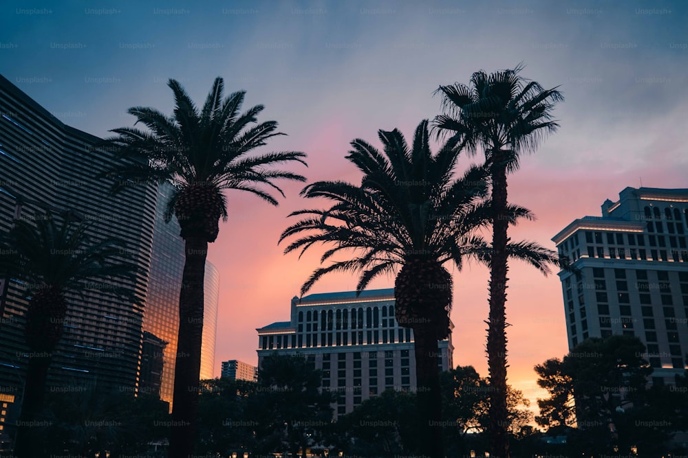 Palmen sind Silhouetten vor dem Sonnenuntergang in Las Vegas