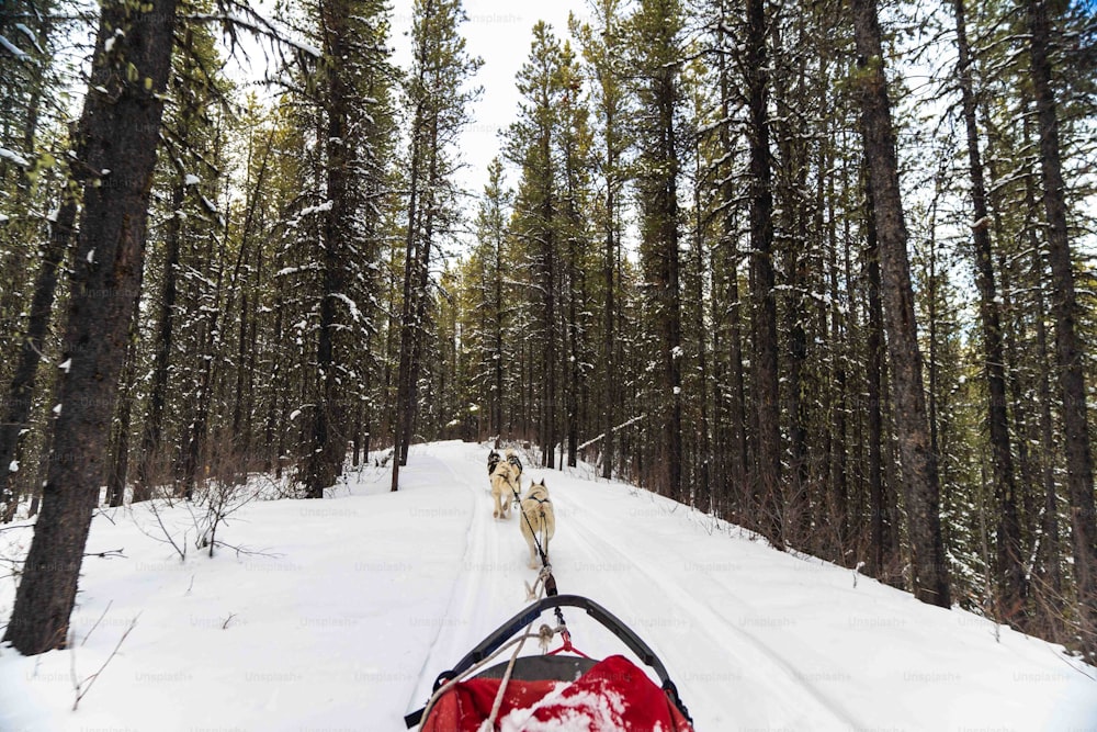 two dogs are pulling a sled through the snow