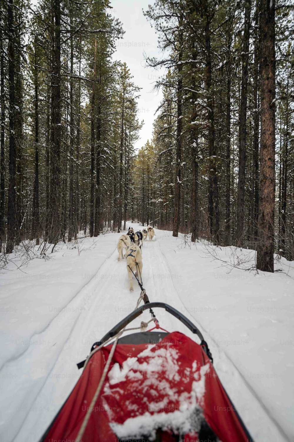 a dog pulling a sled behind it on a snowy road