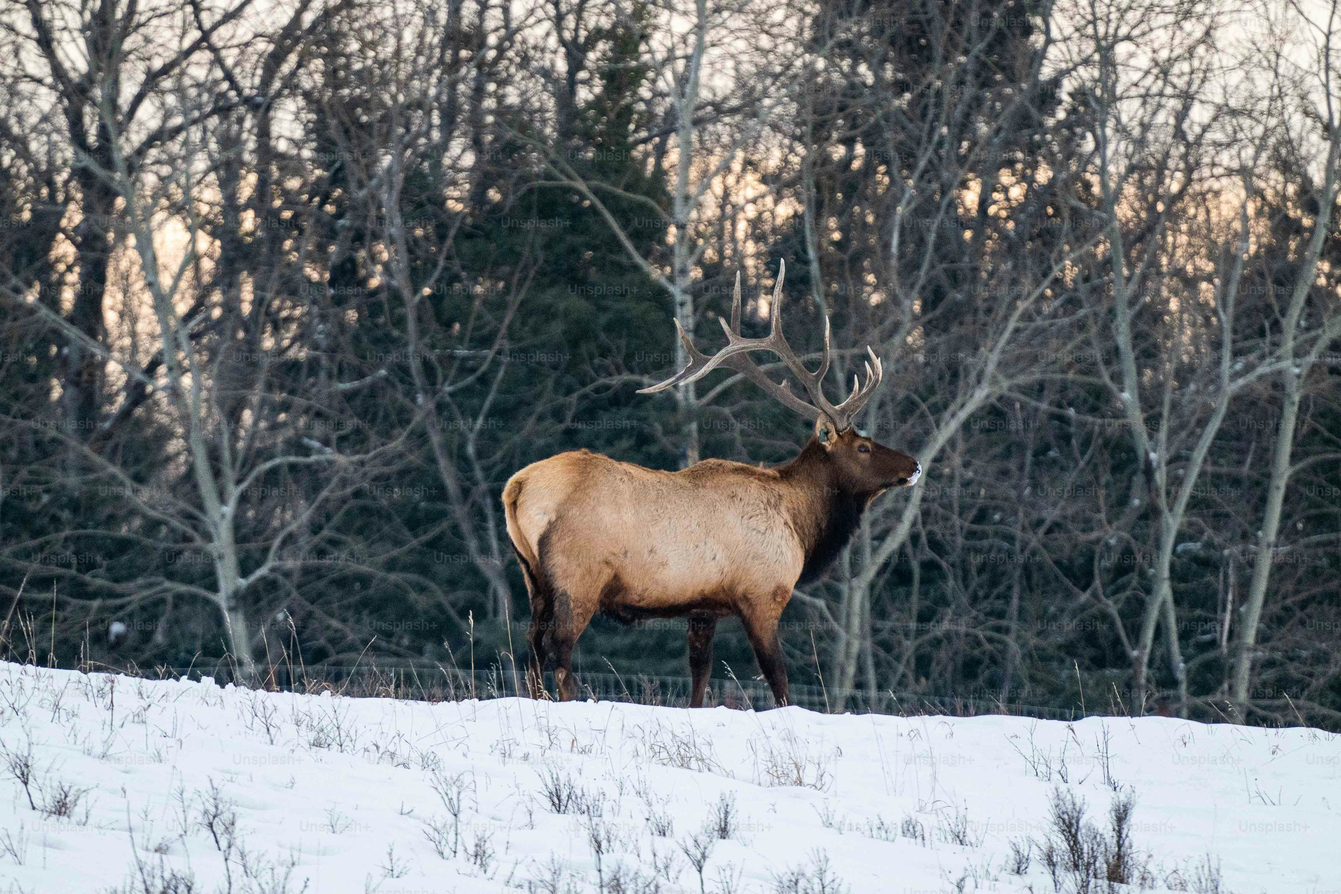Un gran alce de pie en la cima de un campo cubierto de nieve