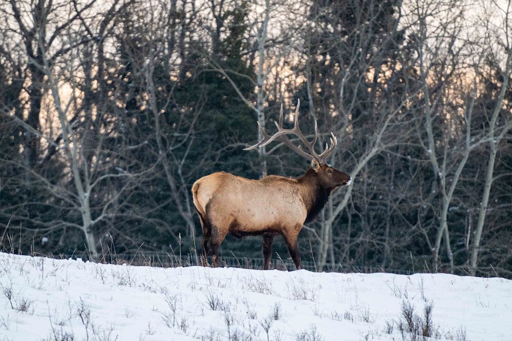 a large elk standing on top of a snow covered field
