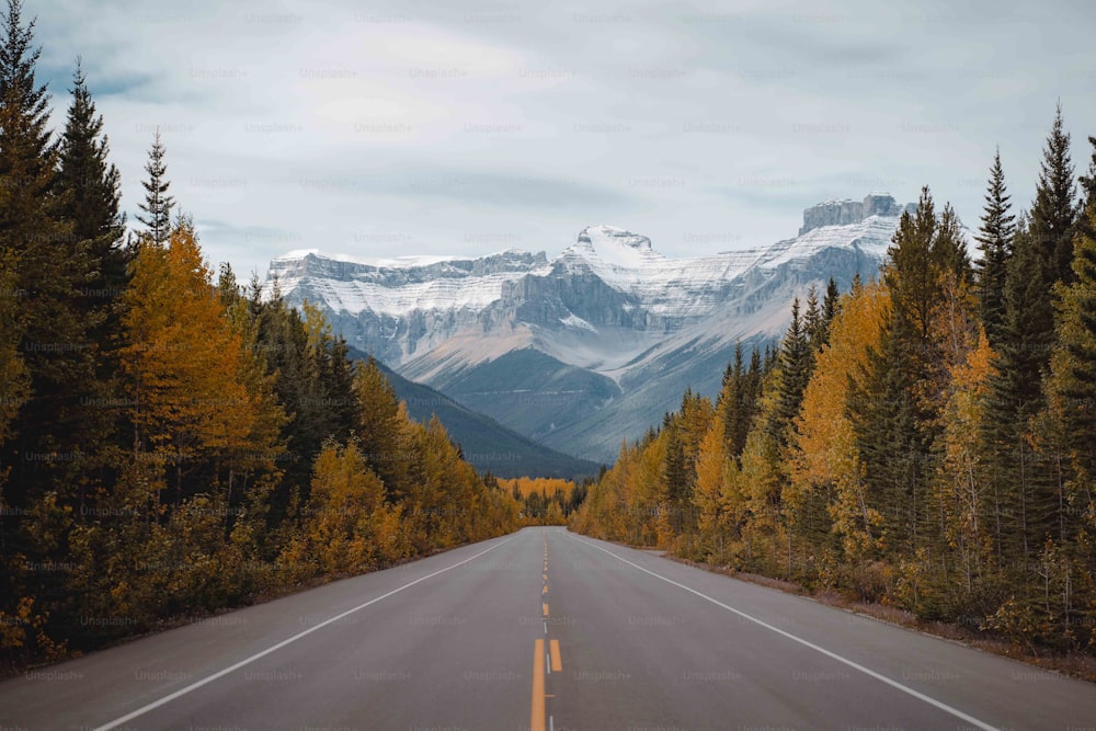 Une route au milieu d’une forêt avec des montagnes en arrière-plan