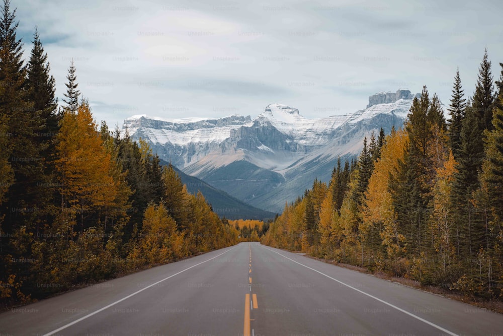 uma estrada no meio de uma floresta com montanhas ao fundo