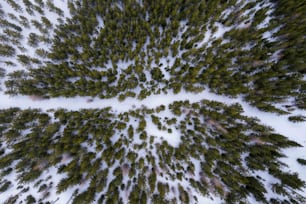 eine Gruppe von Bäumen, die im Schnee stehen