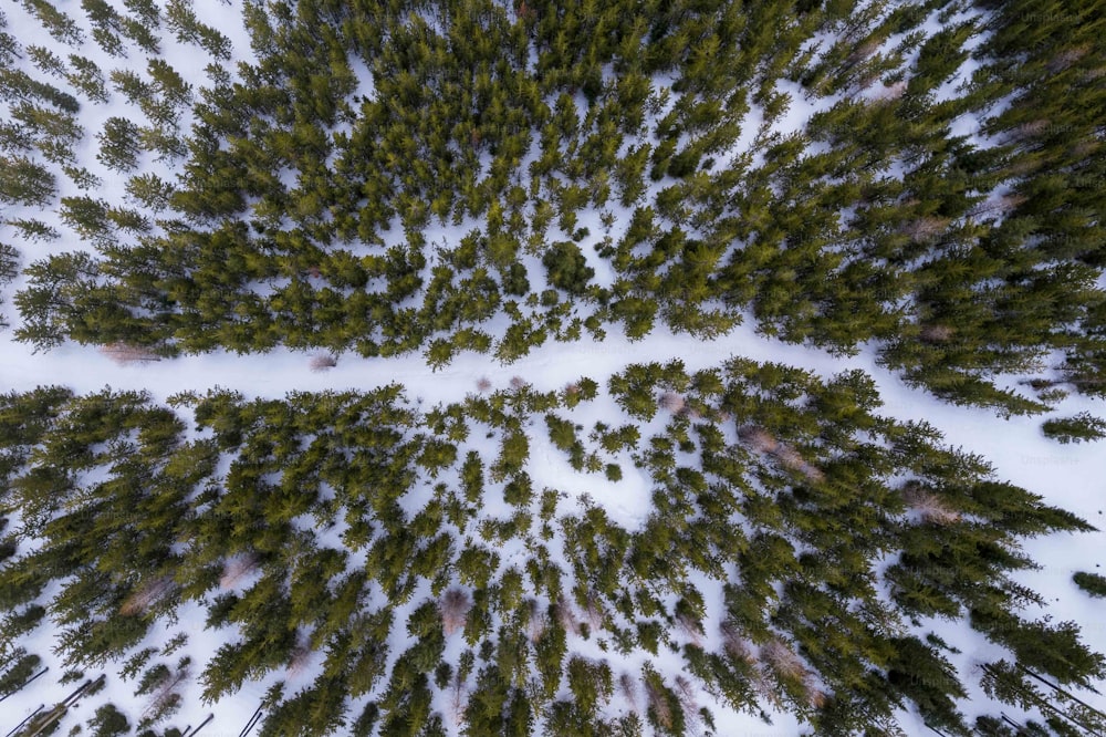 雪の中に立ってい��る木のグループ