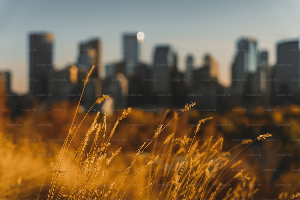 tall grass in front of a city skyline