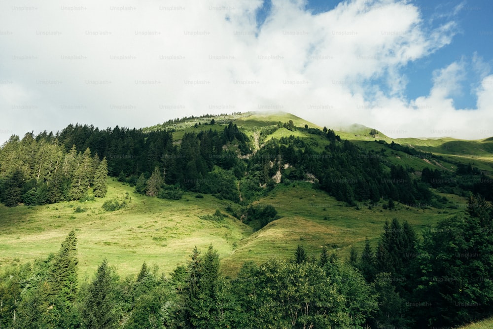 a lush green hillside covered in lots of trees