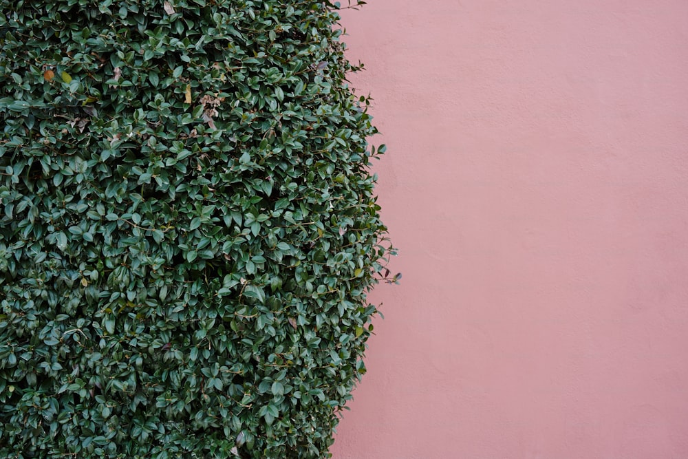 una pared rosa con una planta verde creciendo en ella