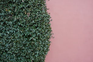 a pink wall with a green plant growing on it
