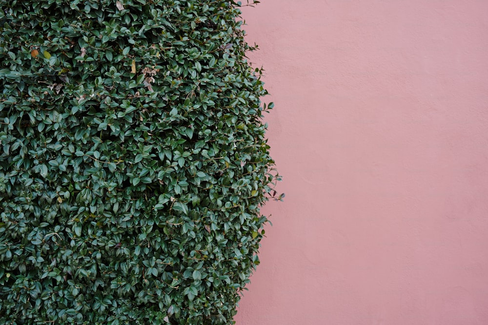 un mur rose avec une plante verte qui pousse dessus