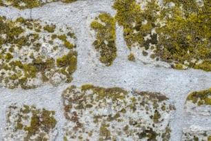 Gros plan de la mousse poussant sur un mur de pierre