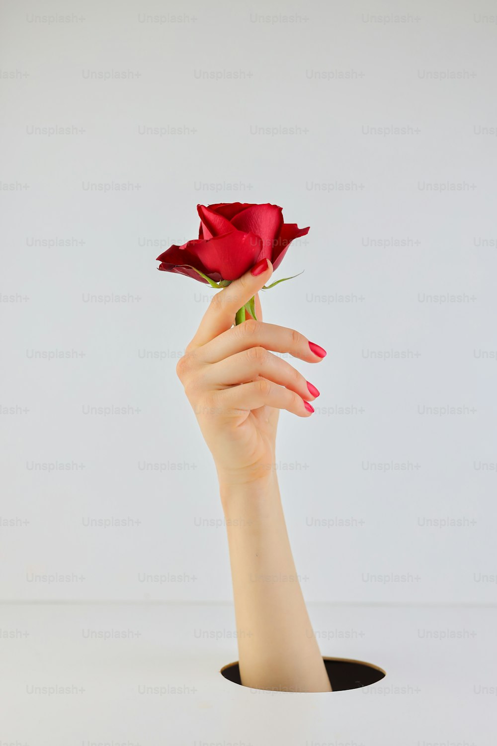 빨간 장미 한 송이를 들고 있는 여자의 손