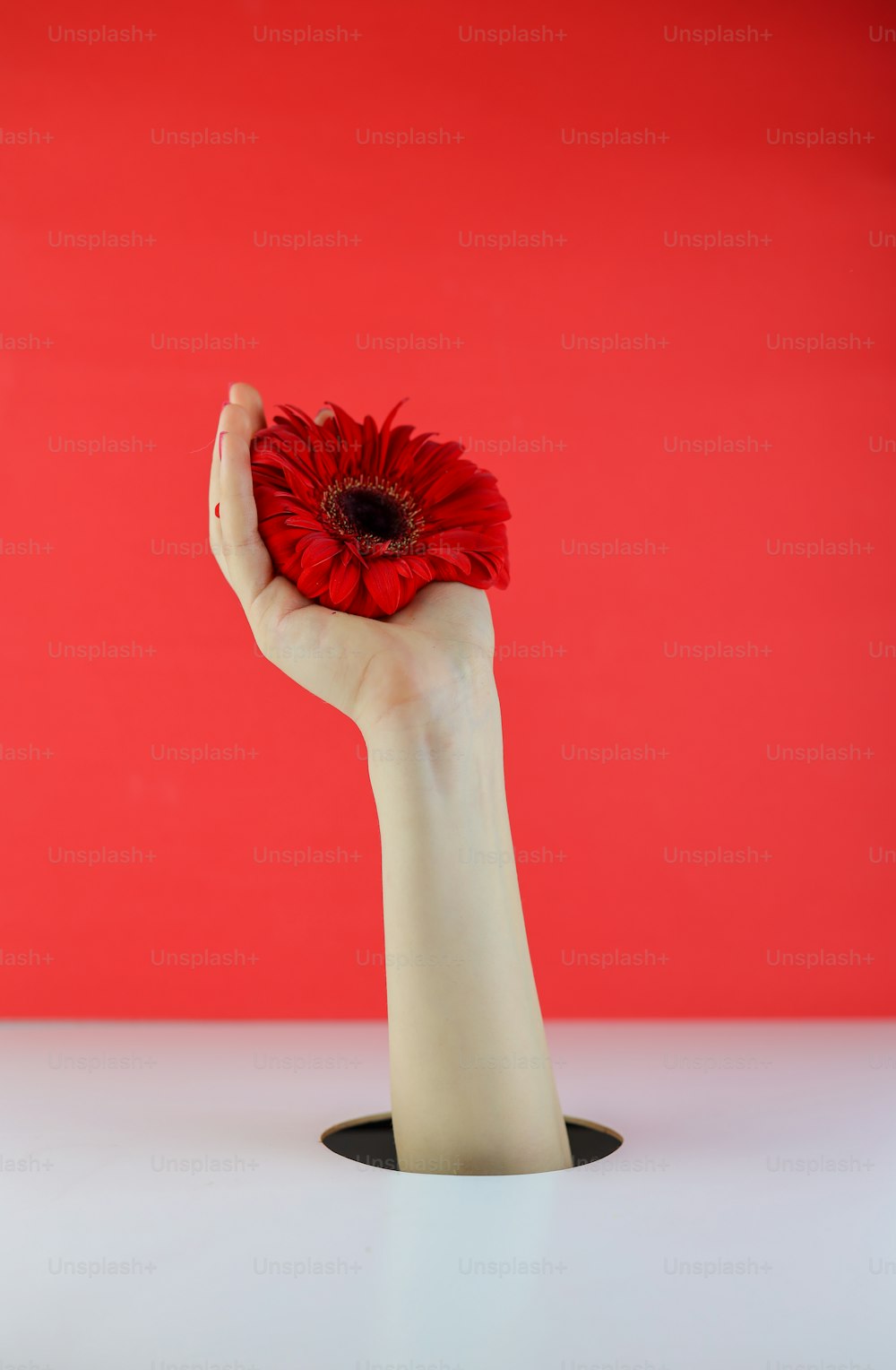 赤い背景の前に赤い花を持つ人の手
