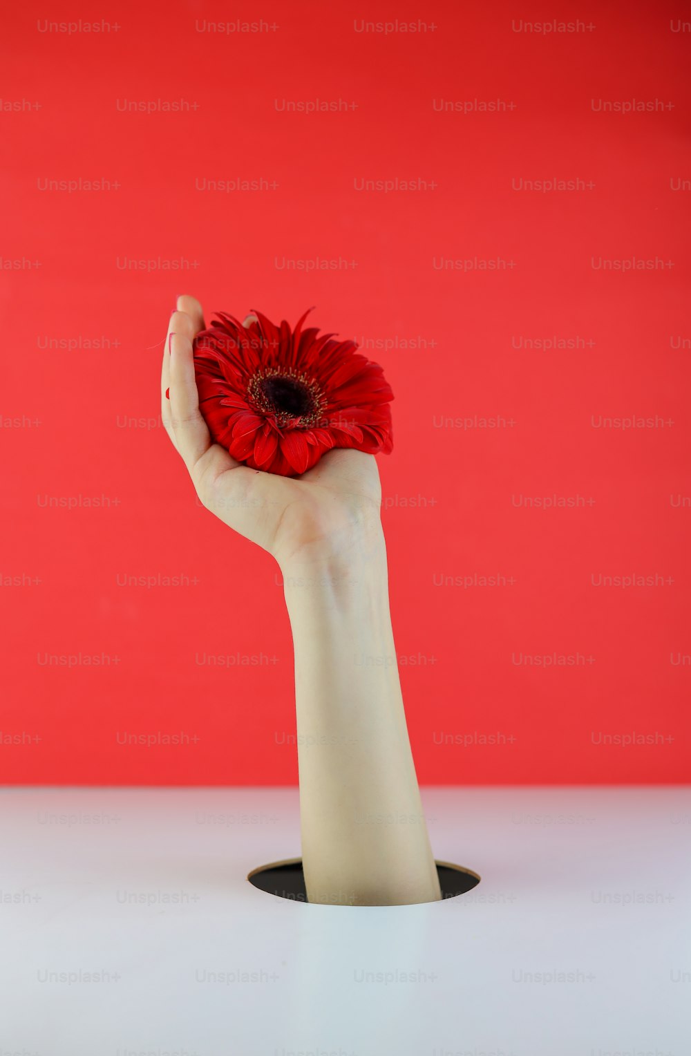 a person's hand holding a red flower in front of a red background