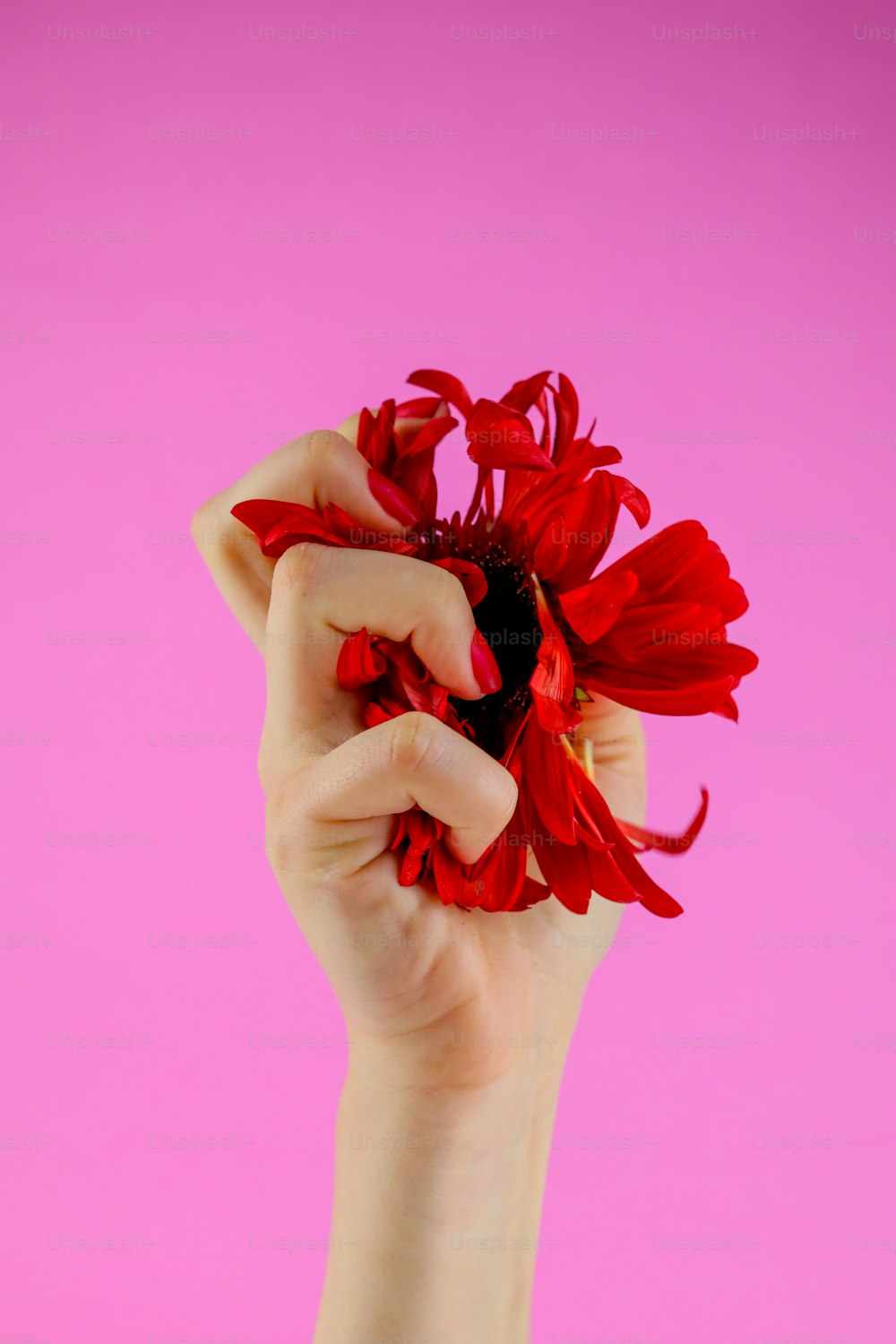 a woman holding a red flower in her hand