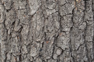 a close up of the bark of a tree