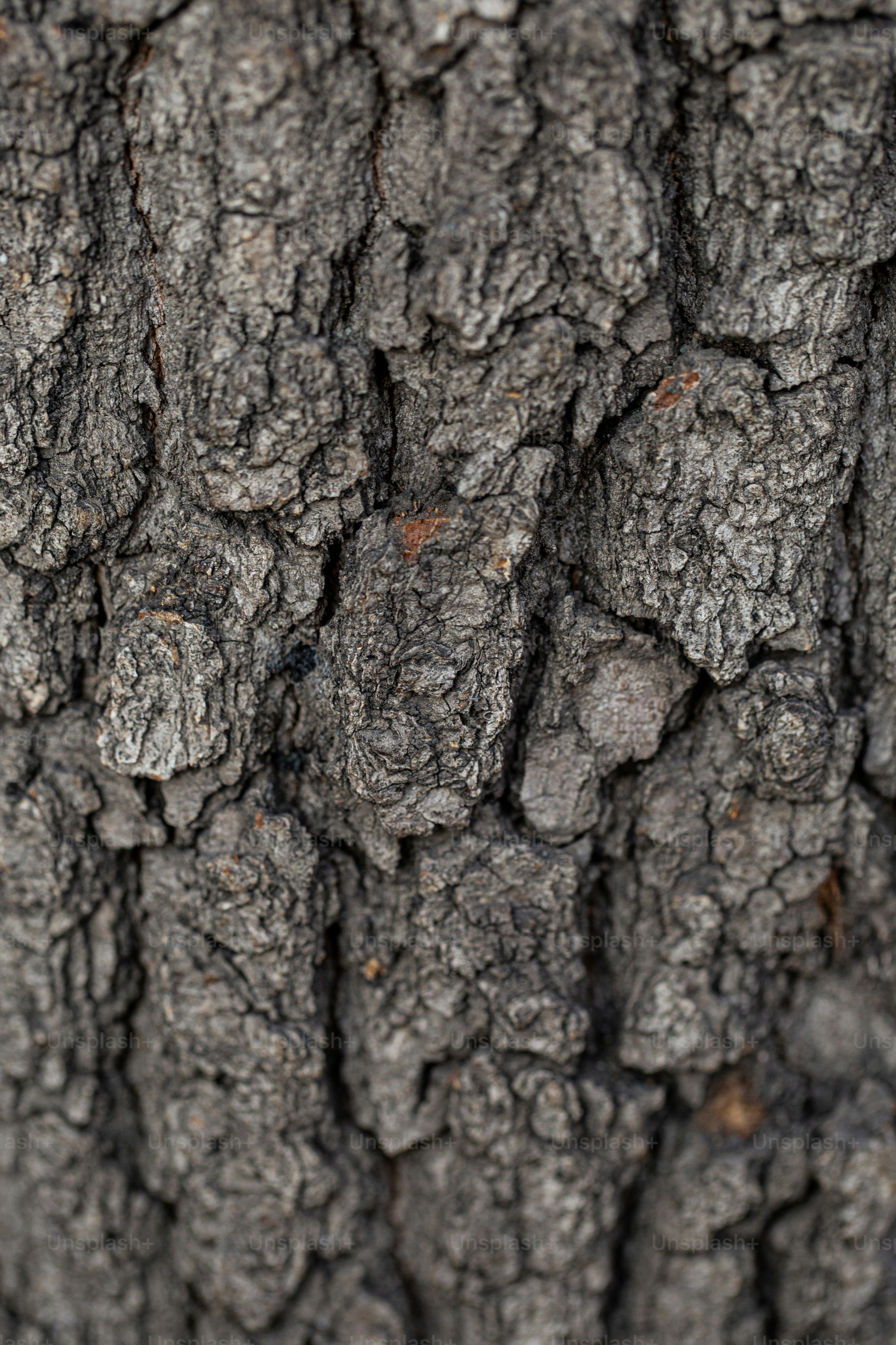 a close up of the bark of a tree