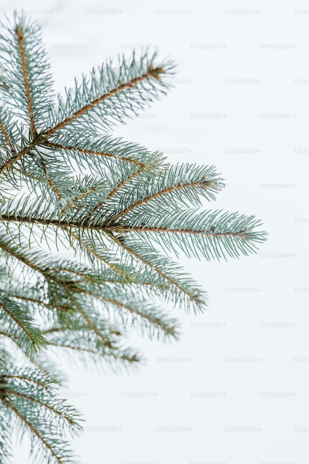 a close up of a pine tree branch