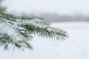 a branch of a pine covered in snow