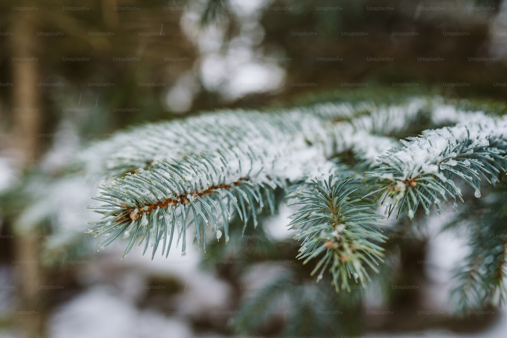 Un primer plano de un pino con nieve