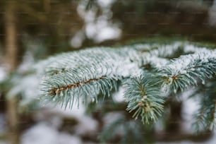 a close up of a pine tree with snow on it