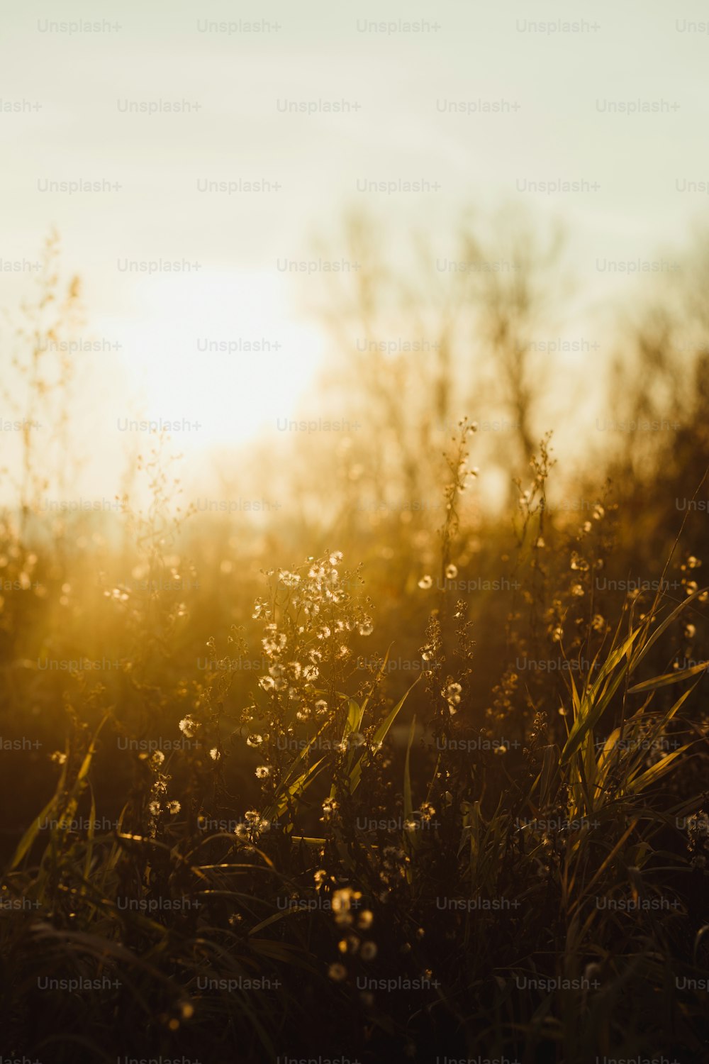 the sun shines through the trees and grass