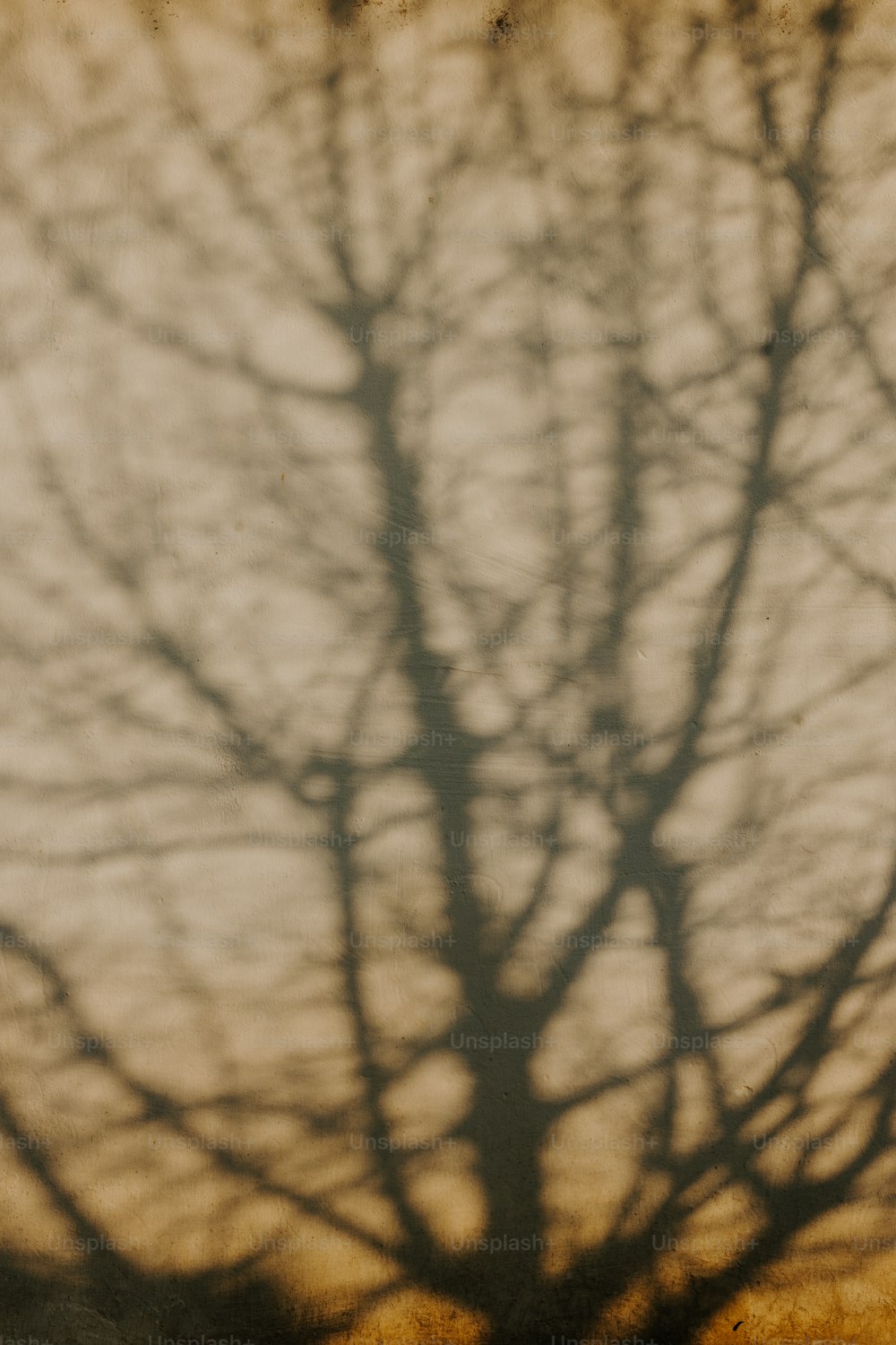 uma árvore projetando uma sombra em uma parede