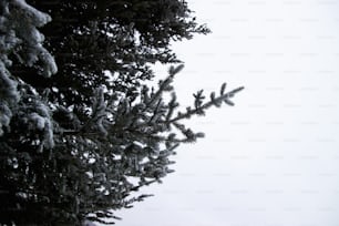 Un pin enneigé contre un ciel blanc