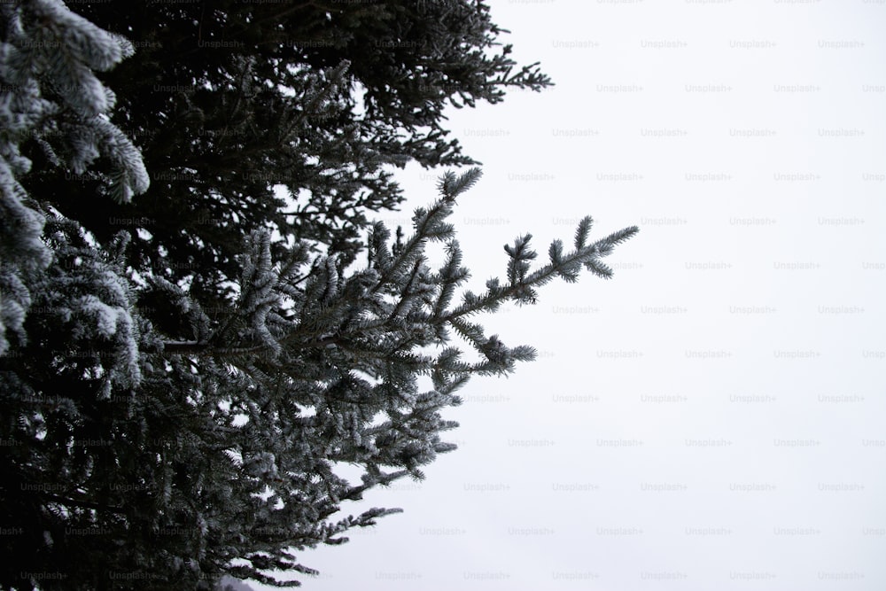 a snow covered pine tree against a white sky
