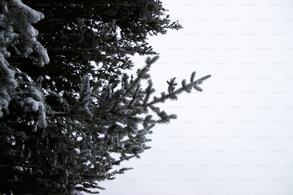 un pino cubierto de nieve contra un cielo blanco