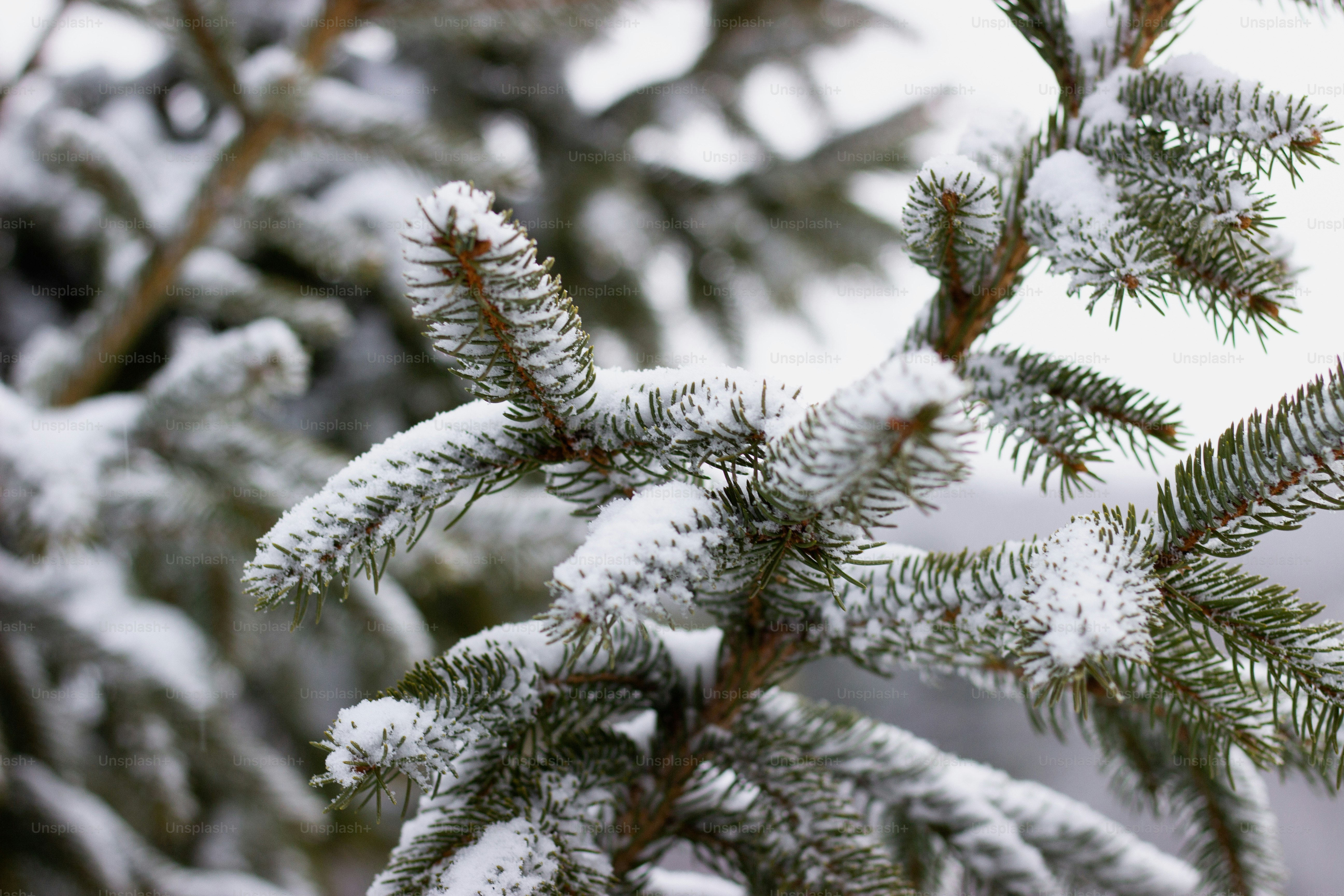 A branch of a pine covered in snow photo – Winter Image on Unsplash