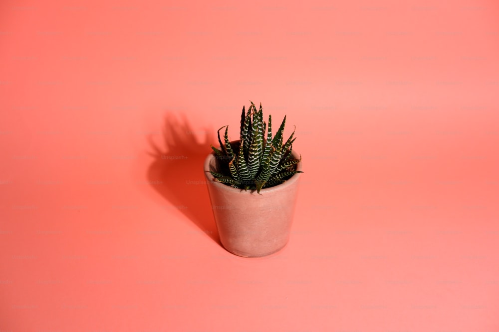 eine kleine Topfpflanze auf rosa Hintergrund