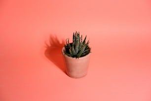 a small potted plant on a pink background