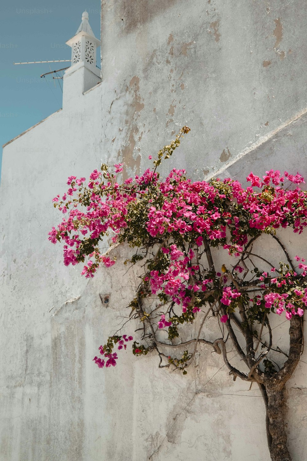 pink flowers growing on the side of a building