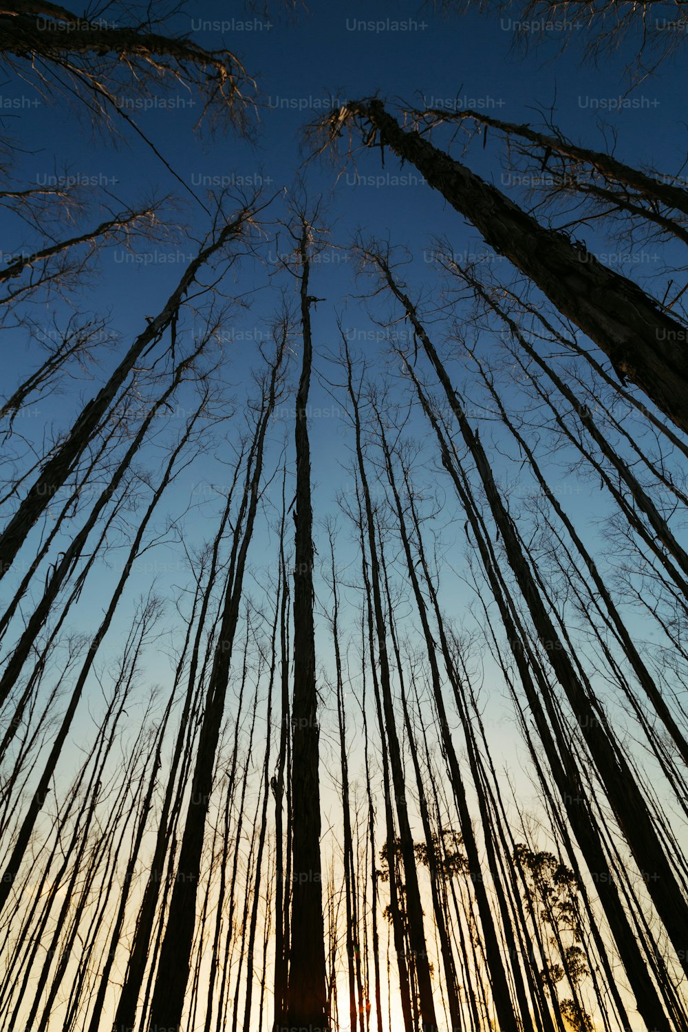 a group of tall trees standing next to each other