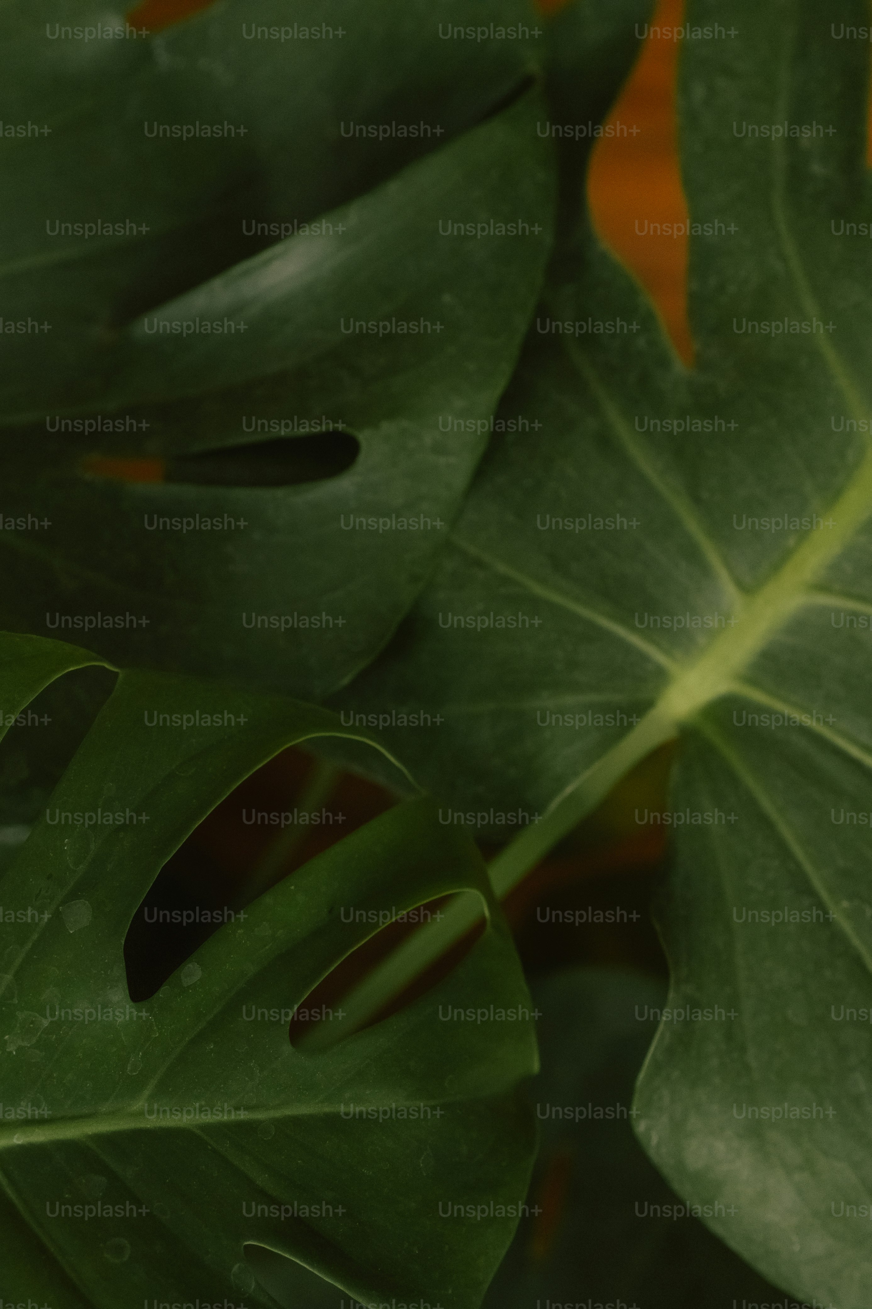 a close up of a large green leaf