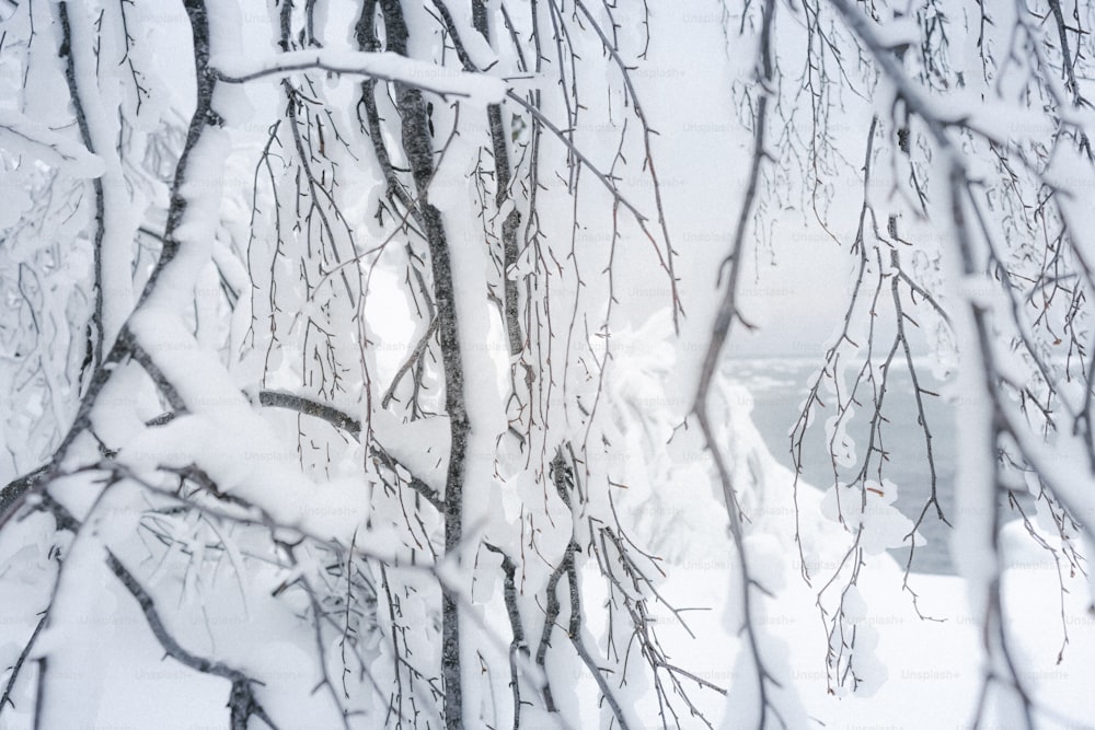 Un albero coperto di neve con una panchina sullo sfondo