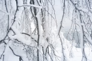 Un albero coperto di neve con una panchina sullo sfondo
