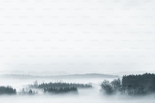 a black and white photo of a foggy forest