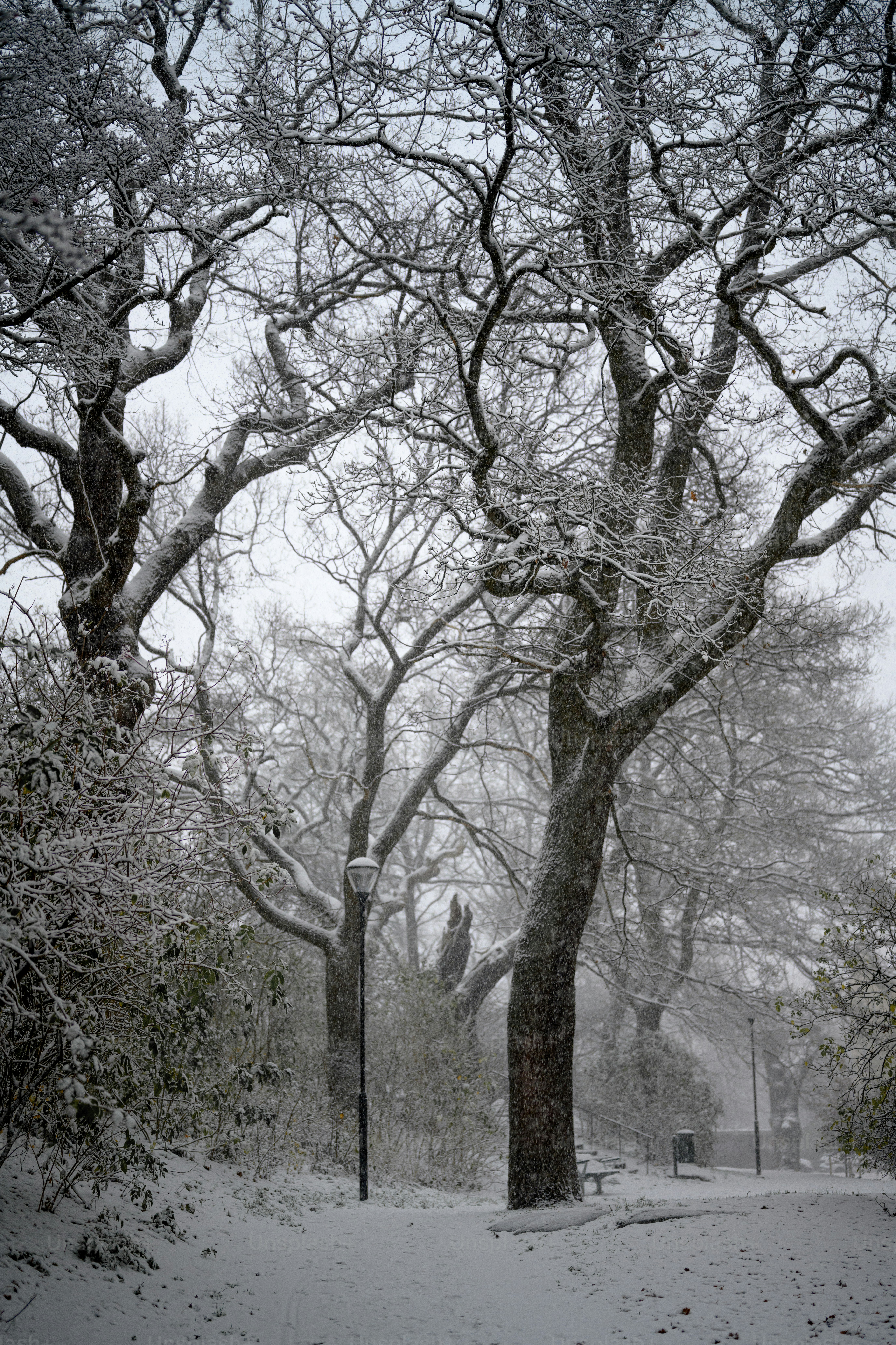 ein schneebedeckter Park mit Bäumen und Bänken