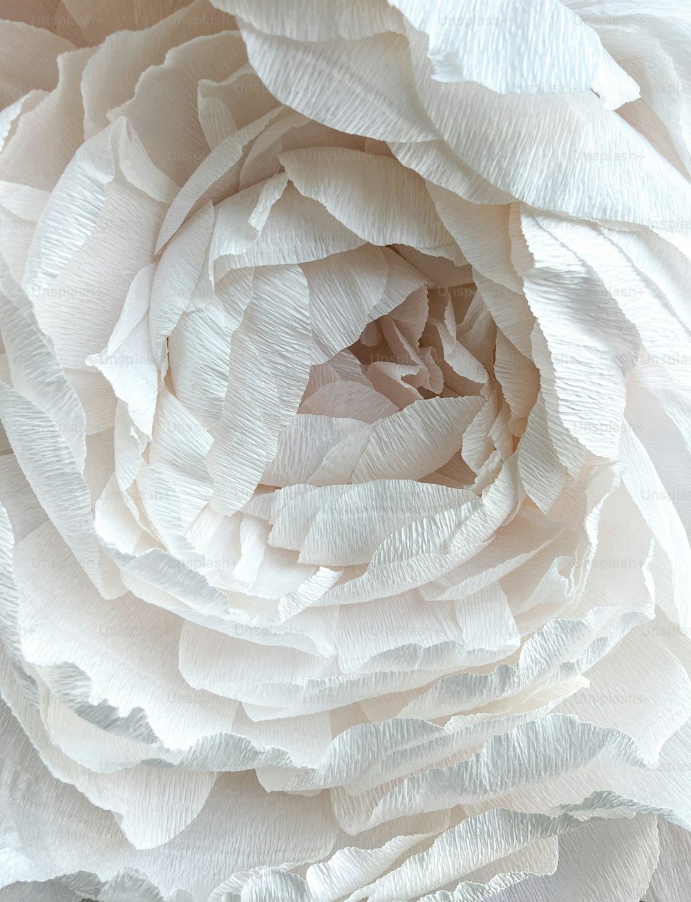 um close up de uma grande flor branca