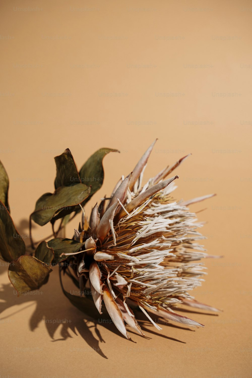 a dried flower is sitting on a table