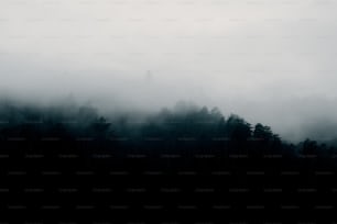 a black and white photo of a foggy forest