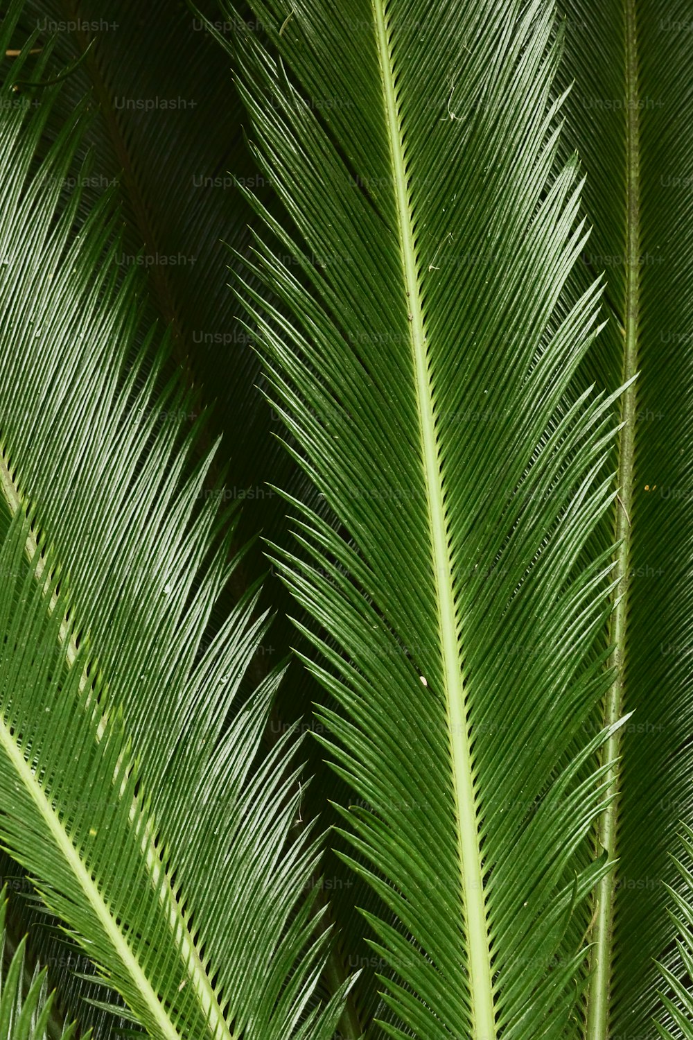 a close up of a green leaf of a palm tree