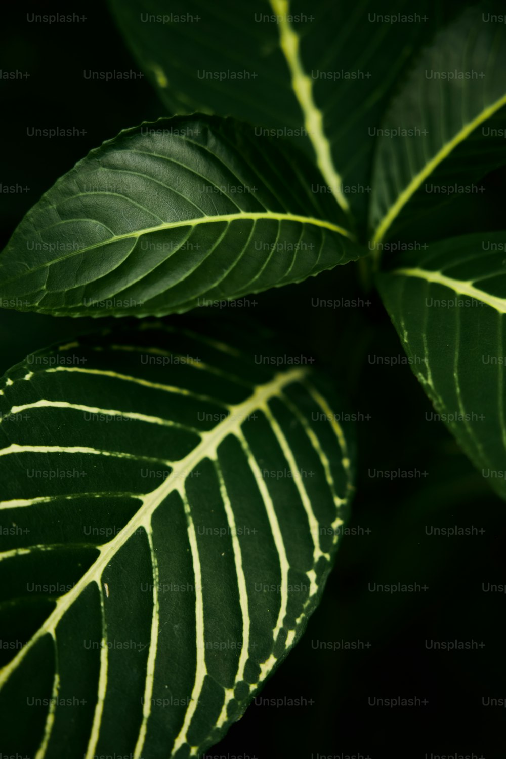 a close up of a green leaf on a plant