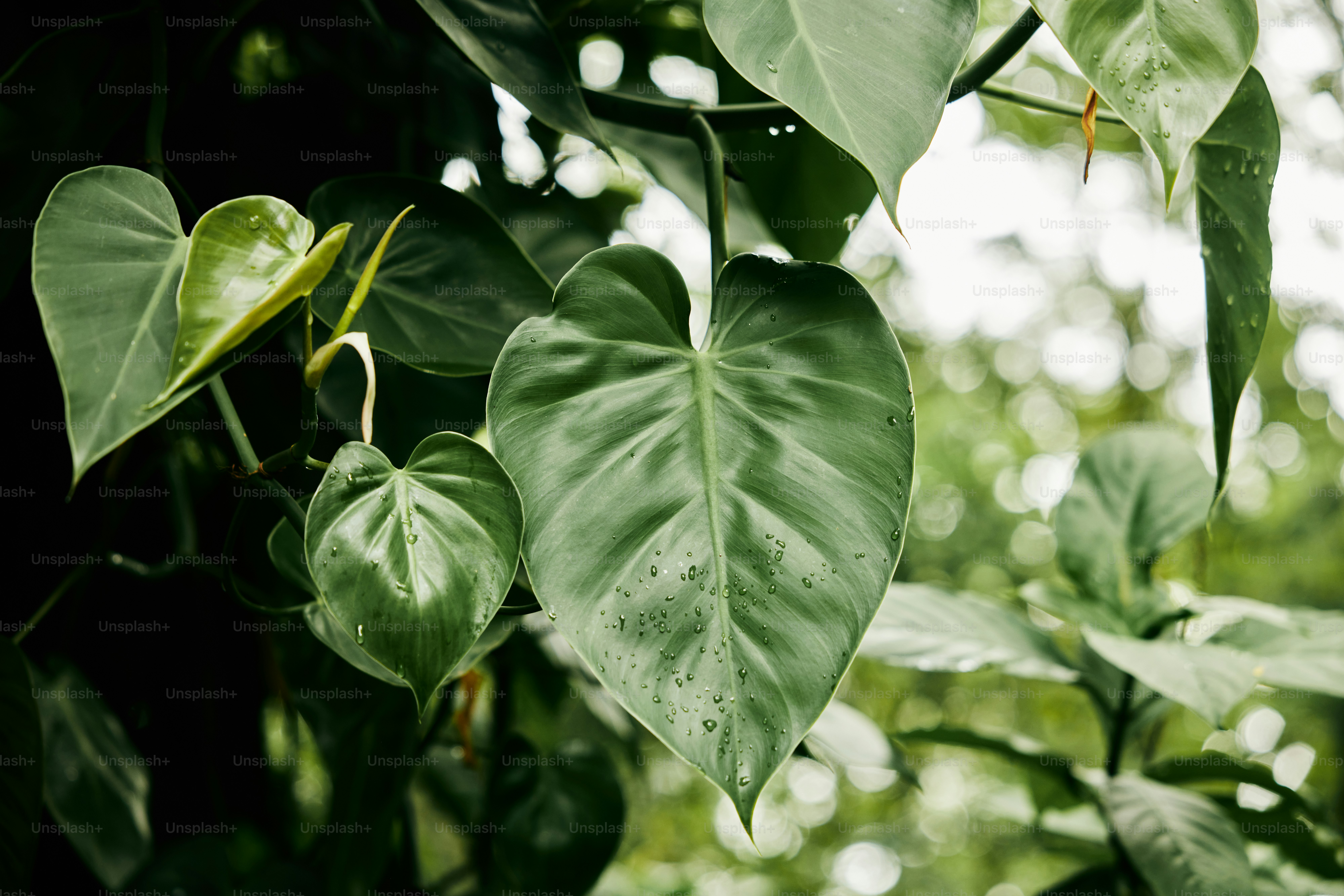 a close up of a green leafy plant