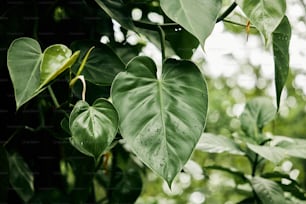 Gros plan d’une plante à feuilles vertes